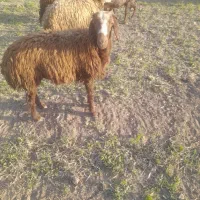 بره|حیوانات مزرعه|الیگودرز, |دیوار