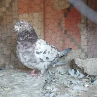 کفتر تهرونی سوسکی نر  ماده