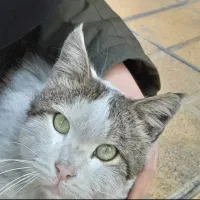 پسرم گمشده|حیوانات|تهران, تهرانسر مرکزی|دیوار