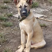 سگ سرابی نر