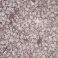 فروش لوبیا چیتی