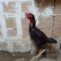 خروس لاری