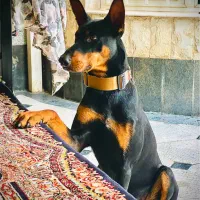 دوبرمن آلمان|سگ|اردبیل, |دیوار