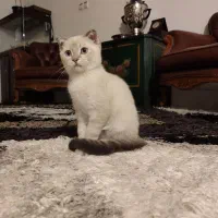 اسکاتیش فولد ۳ ماهه|گربه|ارومیه, |دیوار