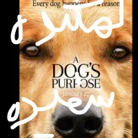 سگ پاکوتاه سفید نر گمشده  زرند حدود ۲ ماه پیش