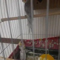 فروش عروس هلندی|پرنده|تهران, شهرک صدرا|دیوار