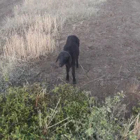 بر ماده قصابی