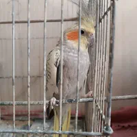 عروس طاووسی