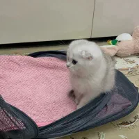 اسکاتیش ماده