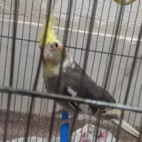 عروس هلندی