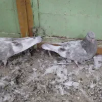 جفت کله الماسی