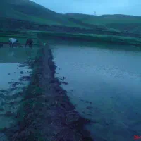 اجاره زمین شالیزار روستای حصار قرانقو