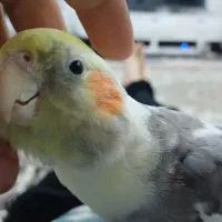 جفت عروس هلندی با قفس|پرنده|مشهد, شیرودی|دیوار