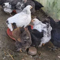 اردک اسراییلی ، غاز ،برهما جوجه