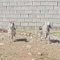 کهره نر دوقلو