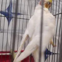 عروس هلندی نر زعفرانی سر حال بازی کوش|پرنده|عجب شیر, |دیوار