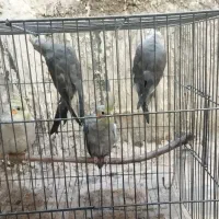 چهار تا عروس هلندی|پرنده|پلدشت, |دیوار