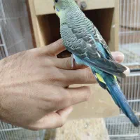 مرغ عشق بلک وینگ|پرنده|مینودشت, |دیوار