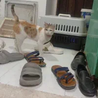واگذاری گربه