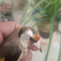 ماده سهره داغسر رسمی 3پردم سفید|پرنده|تهران, شهر زیبا|دیوار