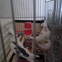 عروس هلندی نرو ماده