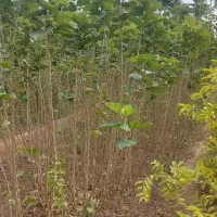 نهالستان پالیز|خدمات باغبانی و درختکاری|اصفهان, آهنگران|دیوار