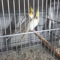 ۸جفت عروس لوتینو با تخم و۷ تاجوجه|پرنده|علیآباد کتول, |دیوار