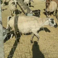 میش زاییده|حیوانات مزرعه|دلیجان, |دیوار