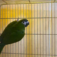 ارا هانس کلامدار جنسیت ماده