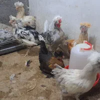 ۱۸عدد مرغ زینتی جوان