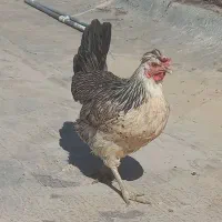 مرغ بومی تخم گذار ۲ ساله