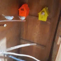 فنچ زبرا|پرنده|بوئین زهرا, |دیوار