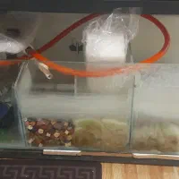 آکواریوم سایز بزرگ|ماهی|خرمآباد, |دیوار