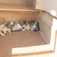 واگذاری بچه گربه 3 ماهه