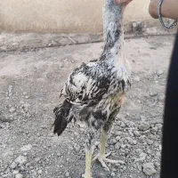 فروش جوجه  خروس لاری  ۴ ماه اصل و نسب دار