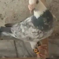 کفتر سوسکی یا بزک گمشده