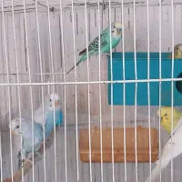 مرغ عشق خوش رنگ