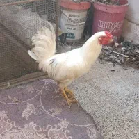 خروس و بوقلمون جفت تخم گذار