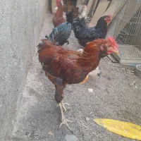 جوجه خروس   ومرغ محلی
