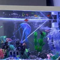 اکواریوم باماهی و تزئینات|ماهی|رشت, جماران|دیوار