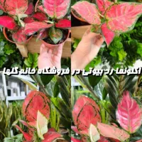 آگلونما صورتی مخصوص هدیه روز مادر