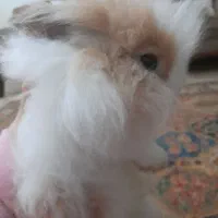 خرگوش از نژاد لوپ|موش و خرگوش|اهواز, کوی ملی راه|دیوار