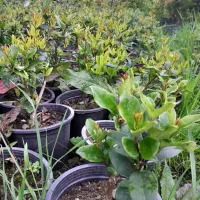 یاس وکاج و وشمشاد