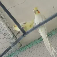 عروس هلندی مولد|پرنده|شاهین‌شهر, گزبرخوار|دیوار