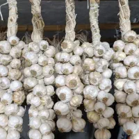 سیر محلی ارگانیک قویدل