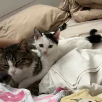 واگذاری بچه گربه ی DSH خانگی واکسینه شده