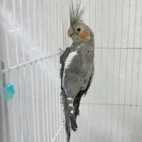 عروس هلندی