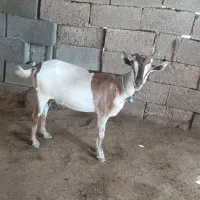 بز بربری آبستن|حیوانات مزرعه|بندرعباس, |دیوار