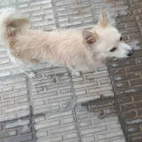 سگ پامر|سگ|شیراز, زند|دیوار