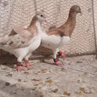 کفتر پرشی|پرنده|نیشابور, مبارکه|دیوار